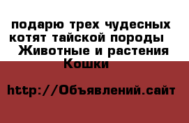 подарю трех чудесных котят тайской породы, -  Животные и растения » Кошки   